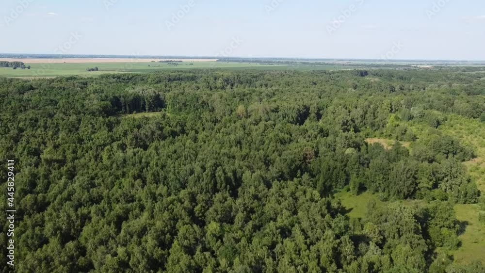 Deciduous European forest on a sunny summer day. Landscape from a bird's eye view.
Deciduous European forest on a sunny summer day. Landscape from a bird's eye view.