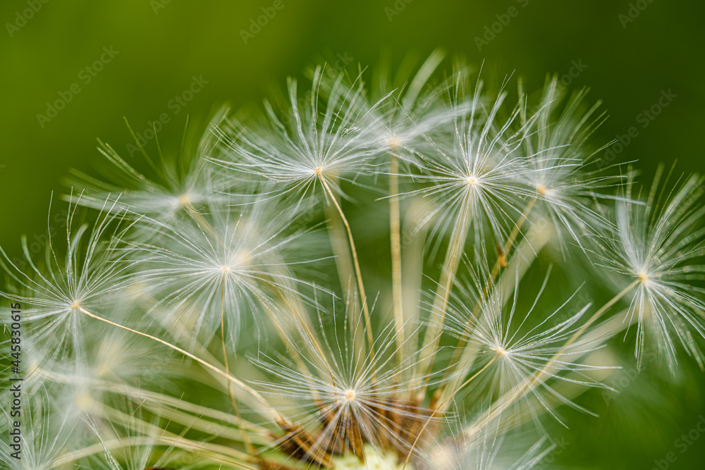 detail of dandelion seed head parachutes detail of dandelion seed head parachutes