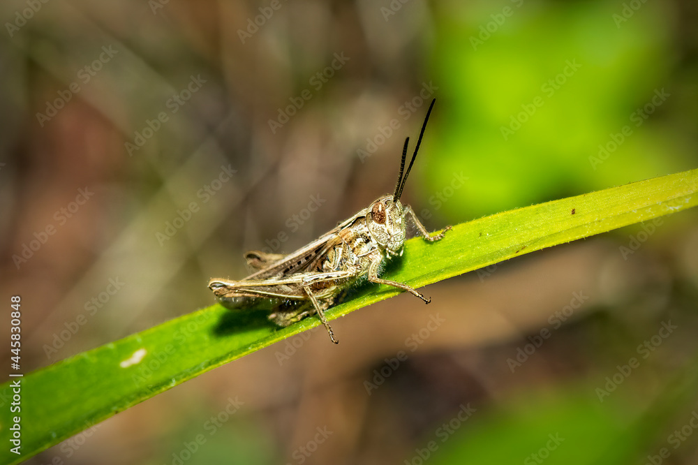 grasshopper on a leaf grasshopper on a leaf