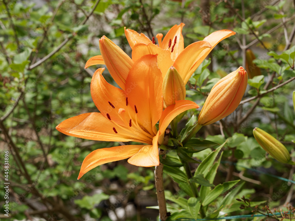 (Lilium) Lys ou lis de jardin à grandes fleurs solitaires orangées et bulbilles dressées au sommet de tiges ramifiées (Lilium) Lys ou lis de jardin à grandes fleurs solitaires orangées et bulbilles dressées au sommet de tiges ramifiées