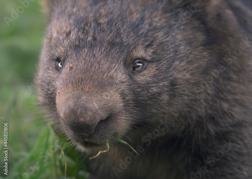 Closeup portrait of a wild common wombat (Vombatus ursinus) in Melbourne, Australia