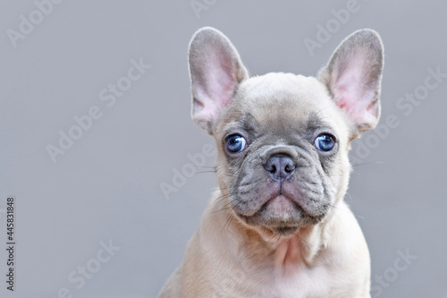 Portrait of young lilac fawn colored French Bulldog dog puppy with large blue eyes on gray background