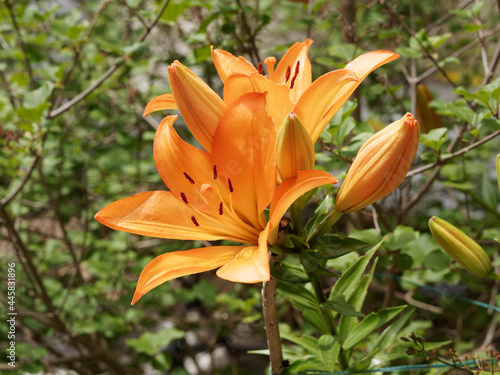  Lilium  Lys ou lis de jardin    grandes fleurs solitaires orang  es et bulbilles dress  es au sommet de tiges ramifi  es