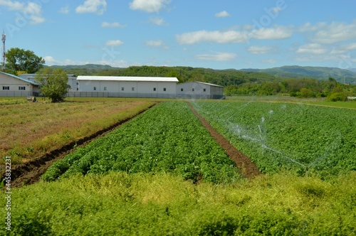watering agricultural crops in the countryside
