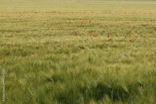 A field of green, slow-ripening grain, weeded with poppies