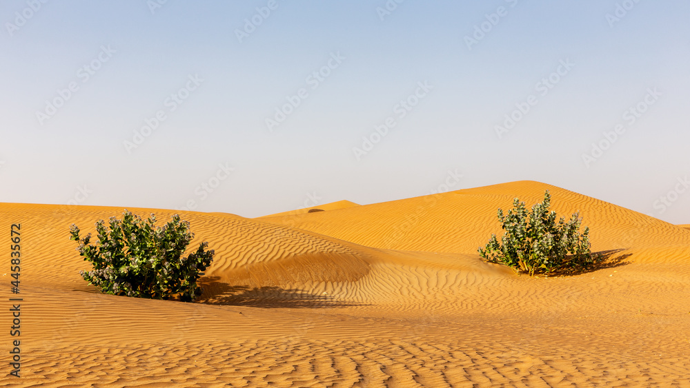 Untouched desert landscape with rippled sand dunes and two Apple of Sodom (Calotropis procera) bushes, United Arab Emirates.