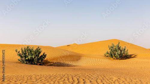 Untouched desert landscape with rippled sand dunes and two Apple of Sodom (Calotropis procera) bushes, United Arab Emirates.