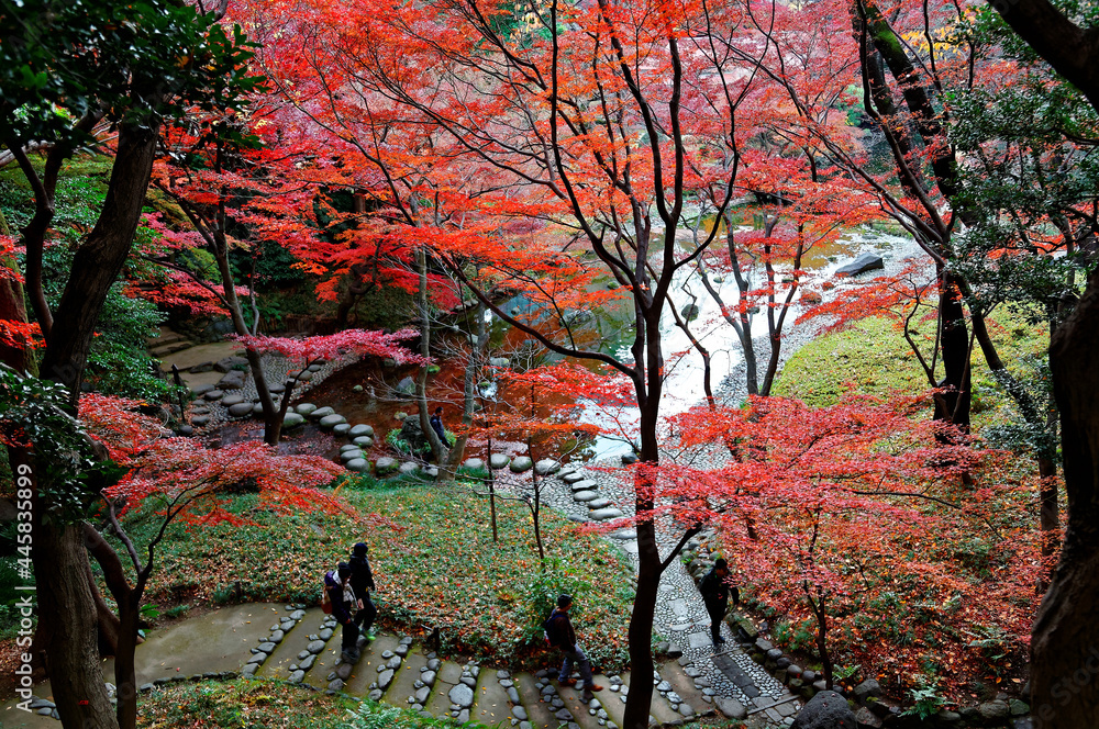 Autumn scenery of fiery maple foliage by a pond with stepping stones in ...