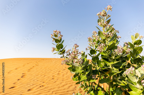 Apple of Sodom (Calotropis procera) plant with purple flowers blooming and desert sand dunes landscape in the background, United Arab Emirates. photo
