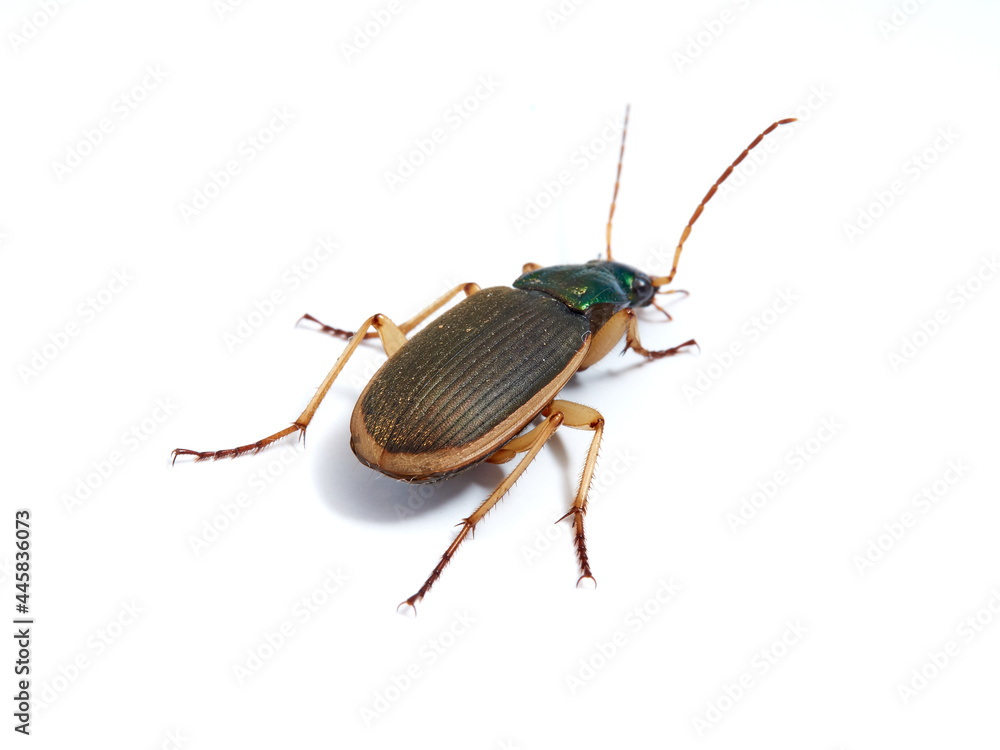 Vivid metallic ground beetle. Genus Chlaenius. Vivid metallic ground beetle. Genus Chlaenius.