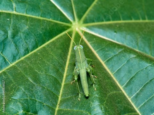 Large grasshopper in a natural environment. Anacridium aegyptium