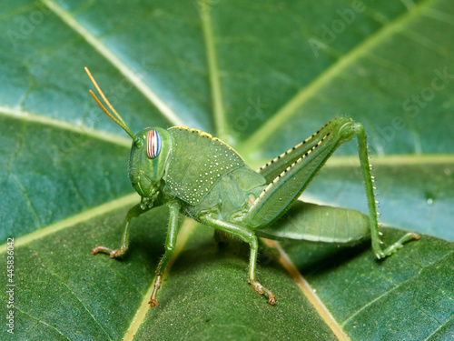 Large grasshopper in a natural environment. Anacridium aegyptium