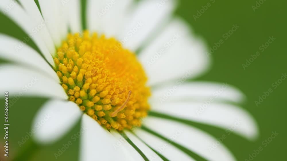 White camomile and grass. Caterpillar eat flower. White camomile and grass. Caterpillar eat flower.