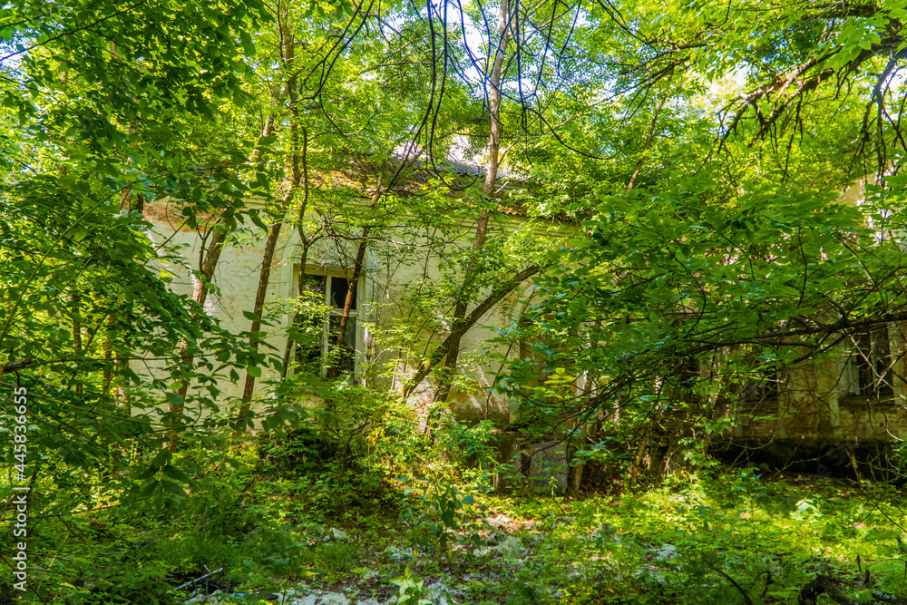 Obraz premium An abandoned house reclaimed by nature inside the Chernobyl Exclusion Zone near Chernobyl, Ukraine