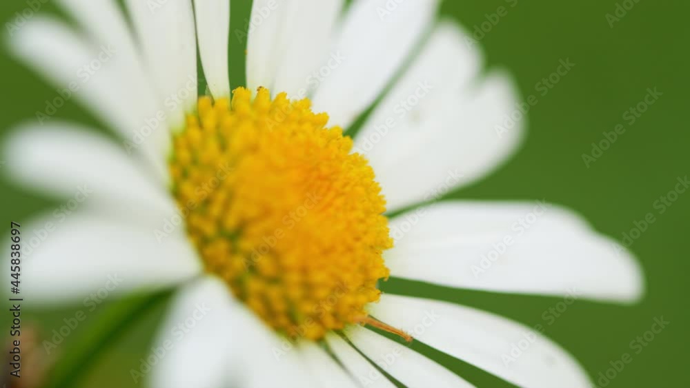 Camomile flower on the meadow in green grass. Macro shot. Caterpillar. Camomile flower on the meadow in green grass. Macro shot. Caterpillar.