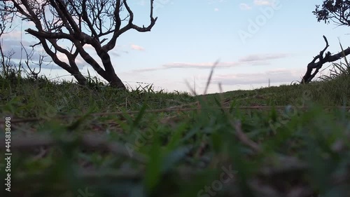 sunset in the grass