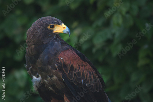 Schwarz-brauner Adler