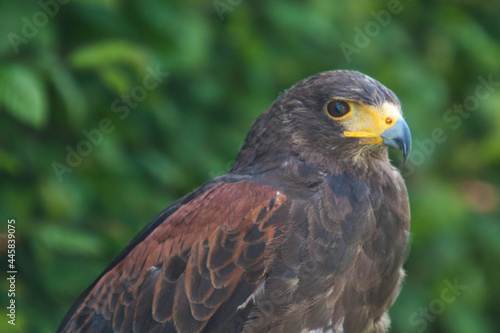 Schwarz-brauner Adler
