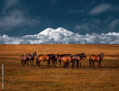 The top of Mount Elbrus in the clouds. The Caucasus Mountains. A herd of horses on the background of Elbrus.