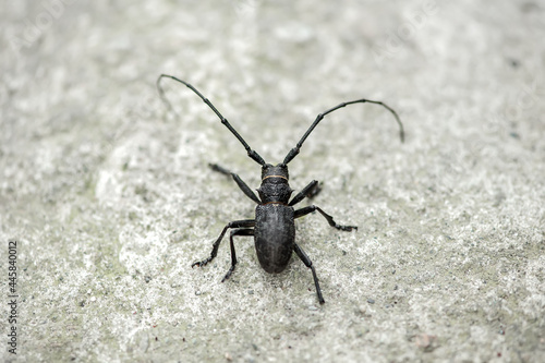 black barbel beetle on concrete © Юлия Васильева
