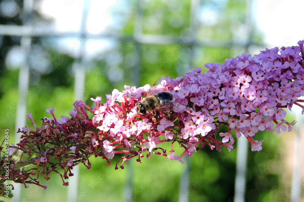 Obraz premium A common drone fly pollinating buddleia pink flowers 