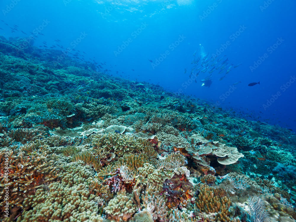 Scuba diving in a coral reef (Nusa Lembongan, Bali, Indonesia) Scuba diving in a coral reef (Nusa Lembongan, Bali, Indonesia)
