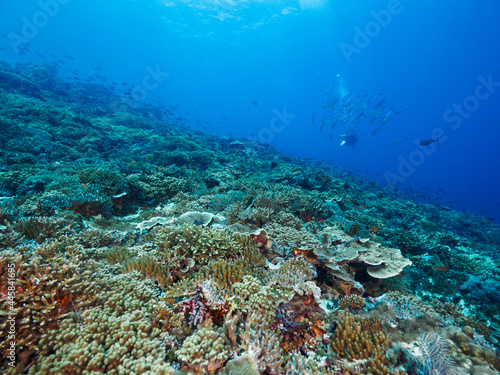 Fototapeta Naklejka Na Ścianę i Meble -  Scuba diving in a coral reef (Nusa Lembongan, Bali, Indonesia)