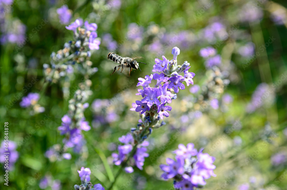 blooming lavender is the nectar that bees collect blooming lavender is the nectar that bees collect
