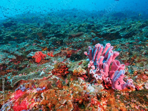 Photography Reef fully covered with various corals (Nusa Lembongan, Bali, Indonesia)