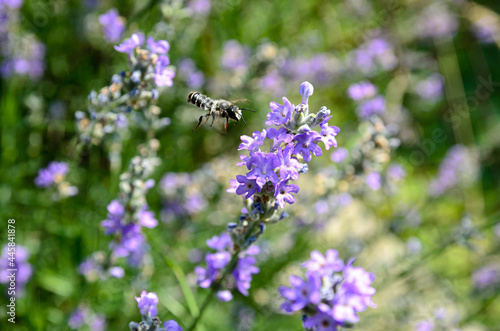 Fototapeta Naklejka Na Ścianę i Meble -  blooming lavender is the nectar that bees collect