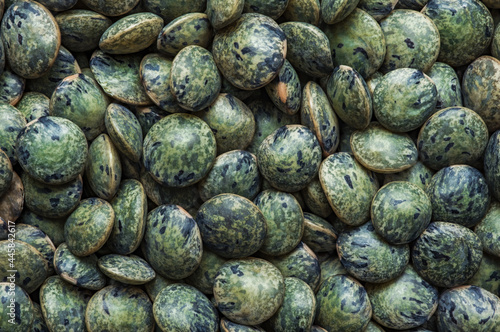 French green lentils (le puy green lentils PDO, AOC) (Lens esculenta puyensis ) top view macro detail backdrop close-up uncooked raw