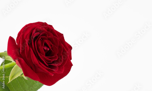 Red rose. Valentine s Day  Birthday  background with copy space. Place for text. Red rose on the white background