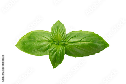 Fresh basil leaves are isolated on a white background without shadows
