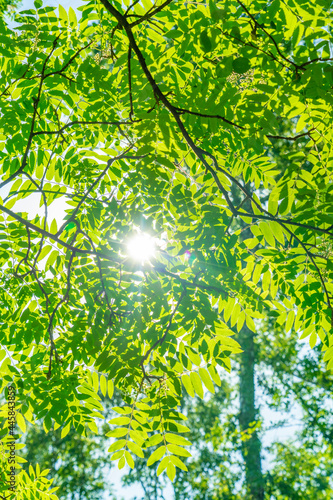 Green tree branches in the bright summer sun.