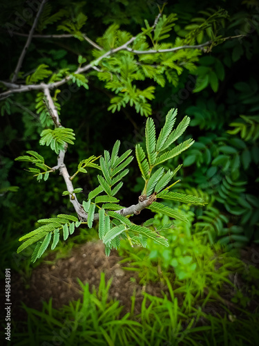 green fern in the forest  wallpaper 