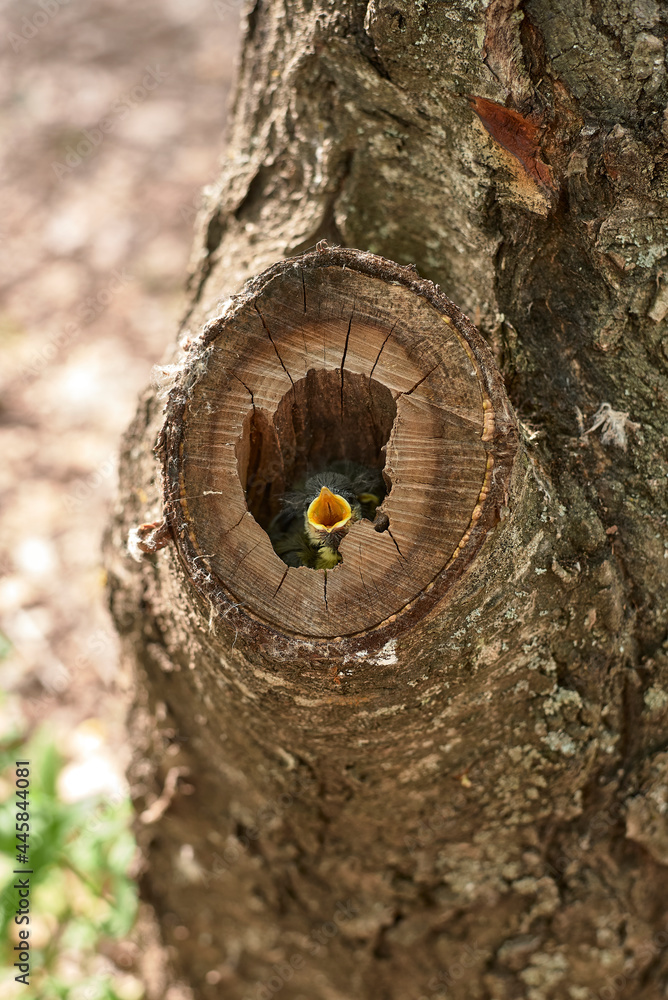 Small bird in a nest inside a tree Small bird in a nest inside a tree