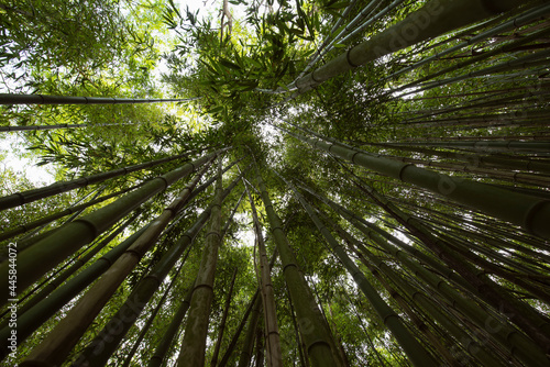 perspective photography of bamboo reeds