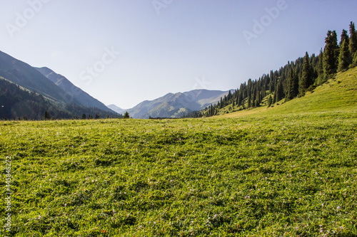 Summer landscape. Mountains, trees, blue sky and green meadow.