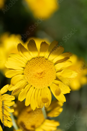 Färberkamille (Cota tinctoria) Juli 2021