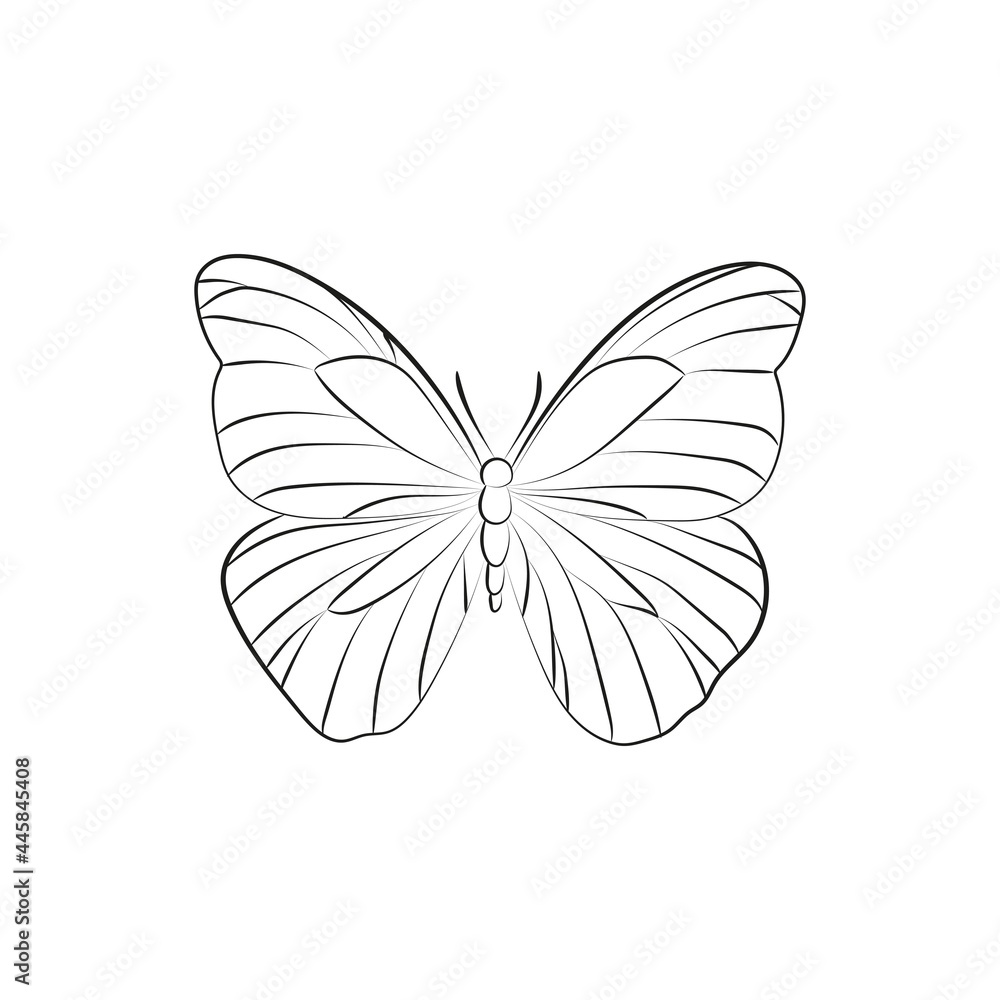 Elegant Outline butterfly on white background. Elegant Outline butterfly on white background.