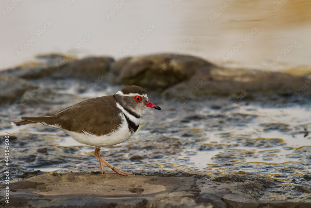 Three-banded plover (Charadrius tricollaris) closeup standing on a rock in a river in Kruger National Park, South Africa with blurred background and copy space Three-banded plover (Charadrius tricollaris) closeup standing on a rock in a river in Kruger National Park, South Africa with blurred background and copy space