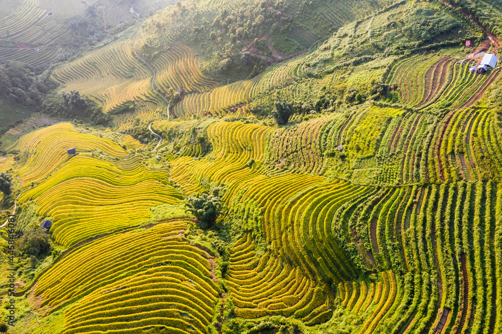 Sapa terraced fields in the ripe rice season seen from above