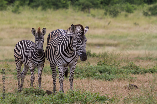 Young baby zebra and mother family standing together in the bushveld grasslands in Kruger National Park  South Africa with blurred background and copy space