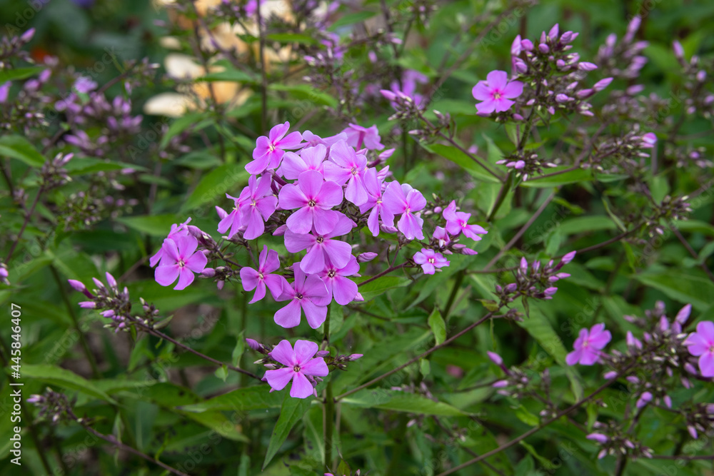 Beautiful decorative delicate light purple garden flowers on a background of green leaves Beautiful decorative delicate light purple garden flowers on a background of green leaves