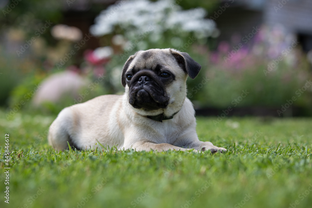Cute pug puppy in a flea and tick collar lying on a fresh green lawn