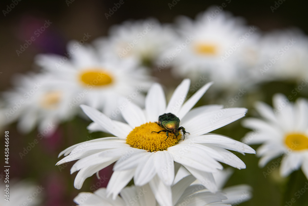 A large emerald beetle sits on a chamomile flower in a blooming garden A large emerald beetle sits on a chamomile flower in a blooming garden