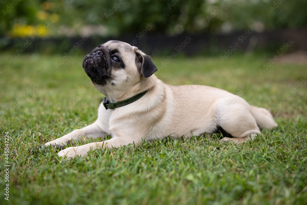 A pug puppy wearing a flea and tick collar lies on a green lawn in a summer garden