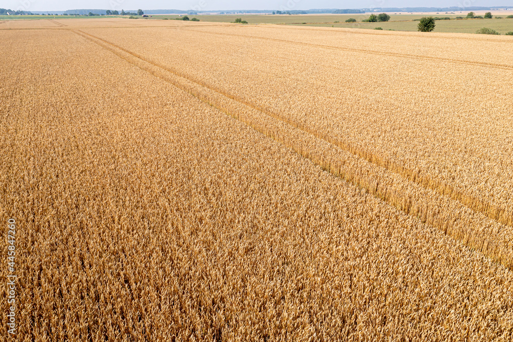 Fototapeta premium trace of the track from a tractor in the wheat field, tracks running off through a golden corn field