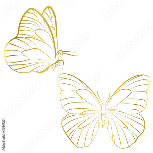 Elegant Outline butterfly on white background.