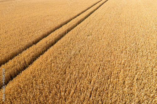 aerial top view of wheat field and tracks from tractor, agricultural texture, wheat farm from above